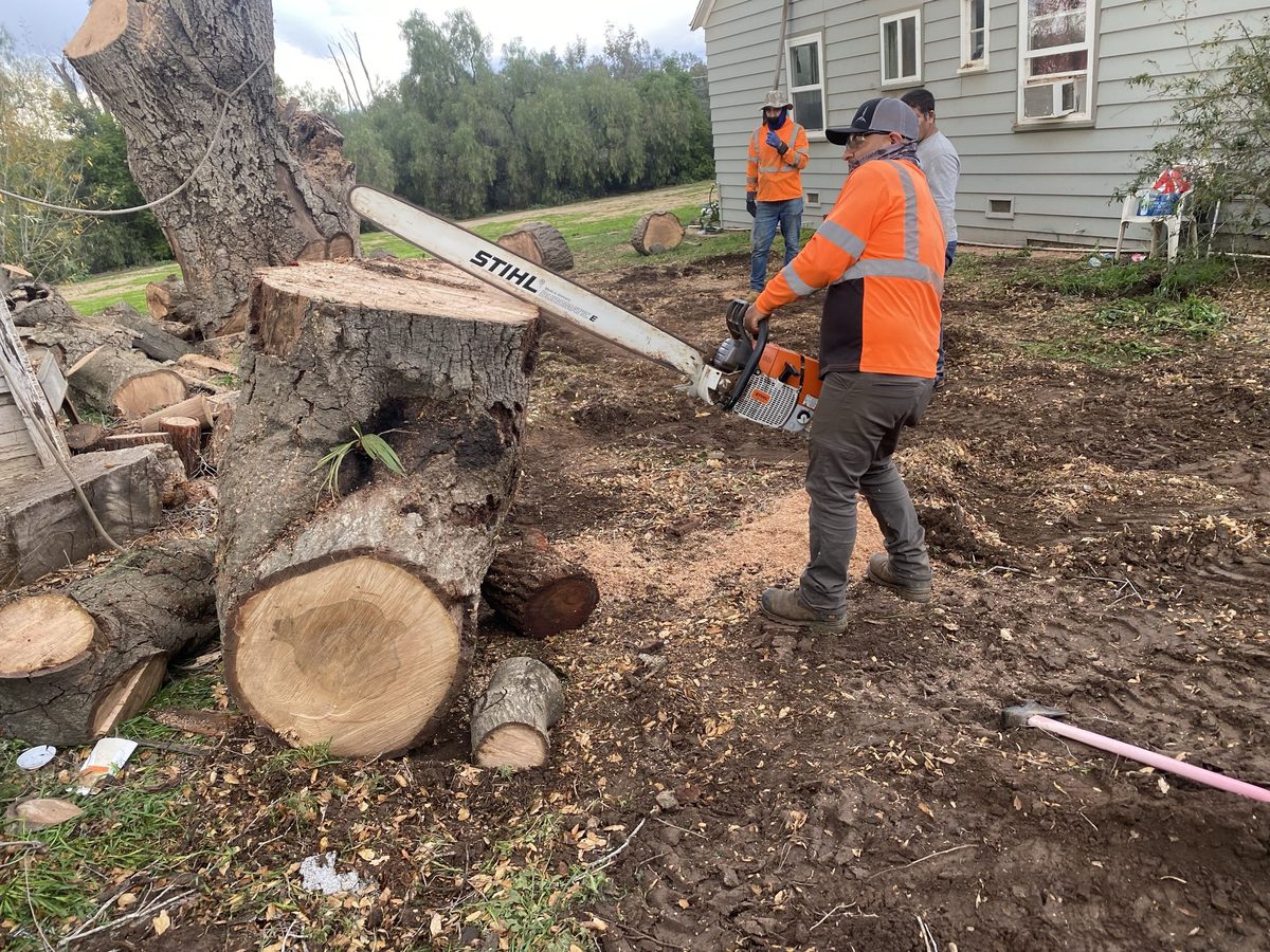 Tree Cutting & Felling by Artistic Solutions Tree Service and Landscaping