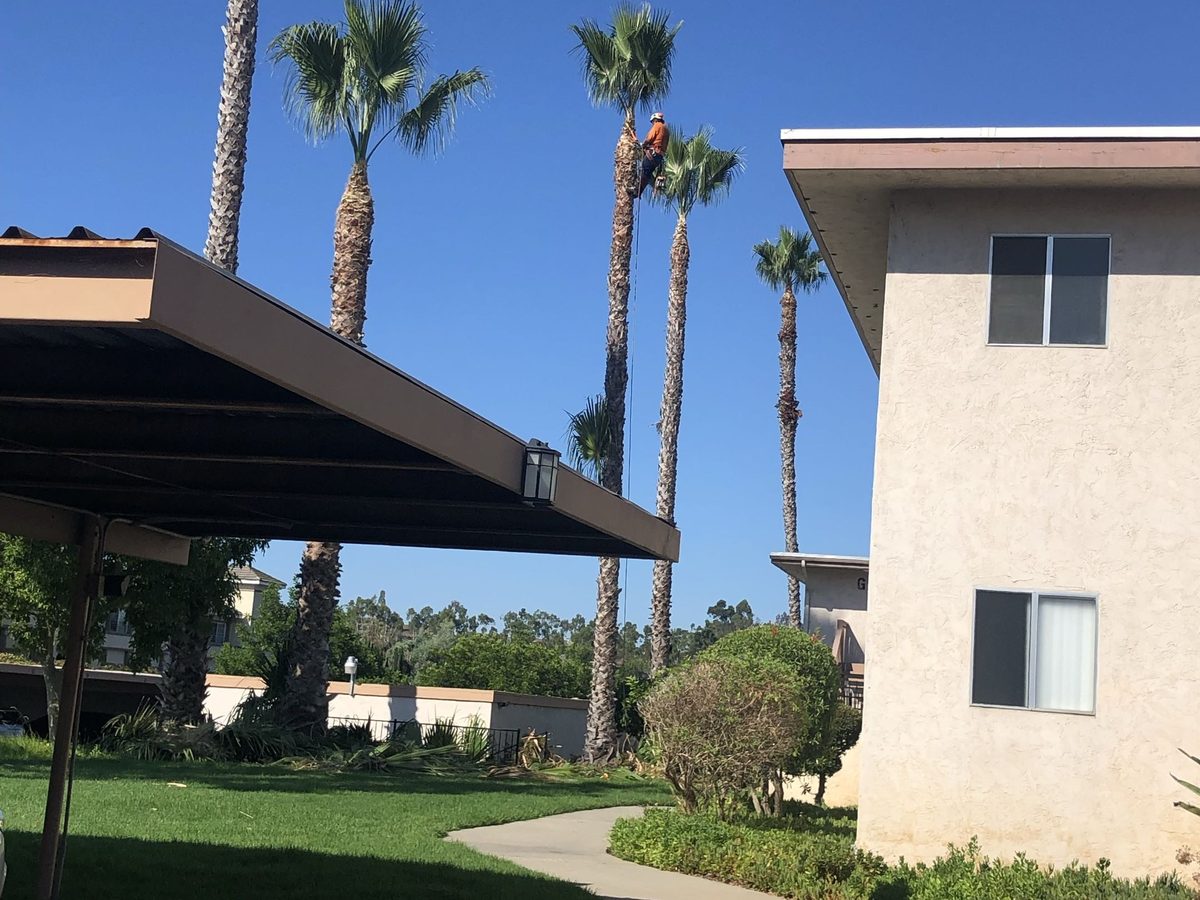 Commercial Landscaping by Artistic Solutions Tree Service and Landscaping