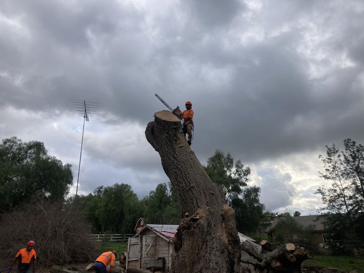 Tree Removal by Artistic Solutions Tree Service and Landscaping