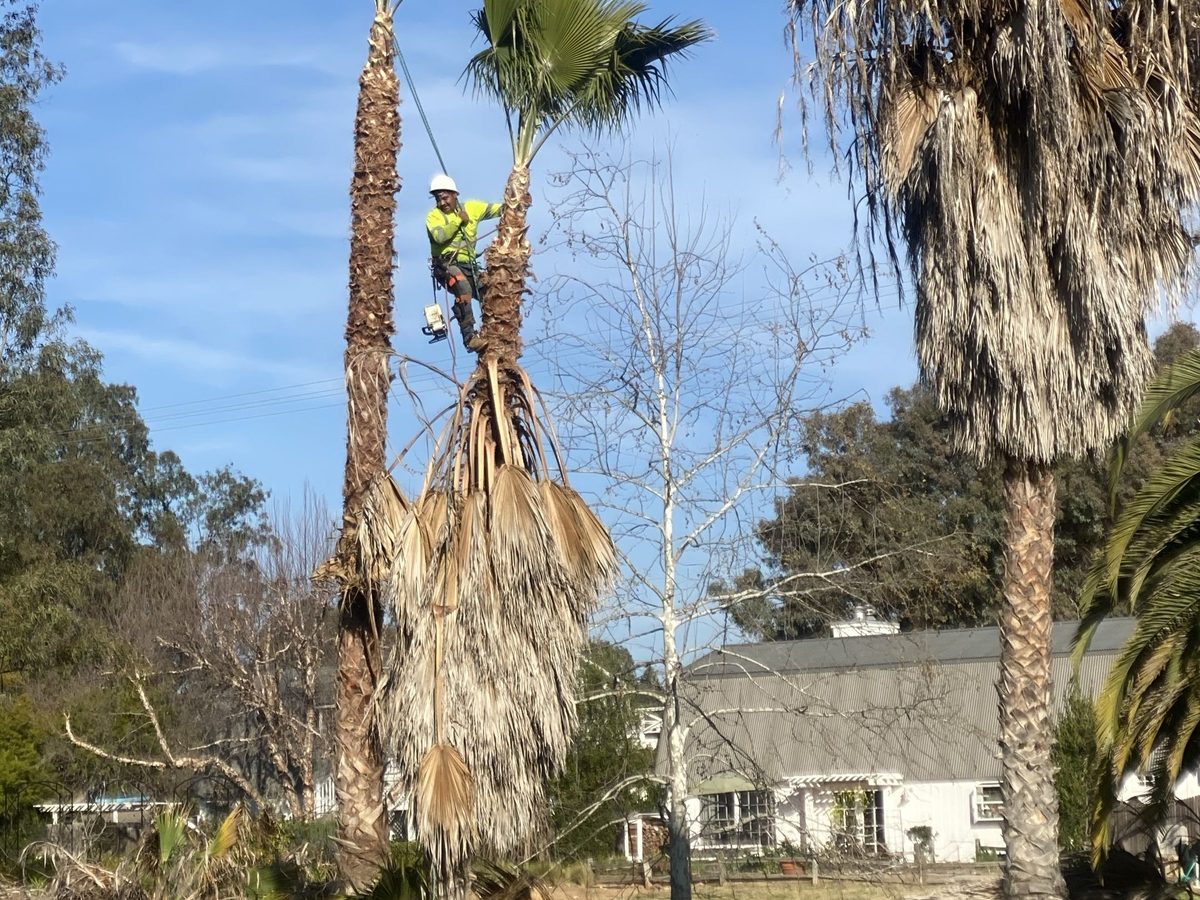 Palm cleanup and trimming around a residential yard