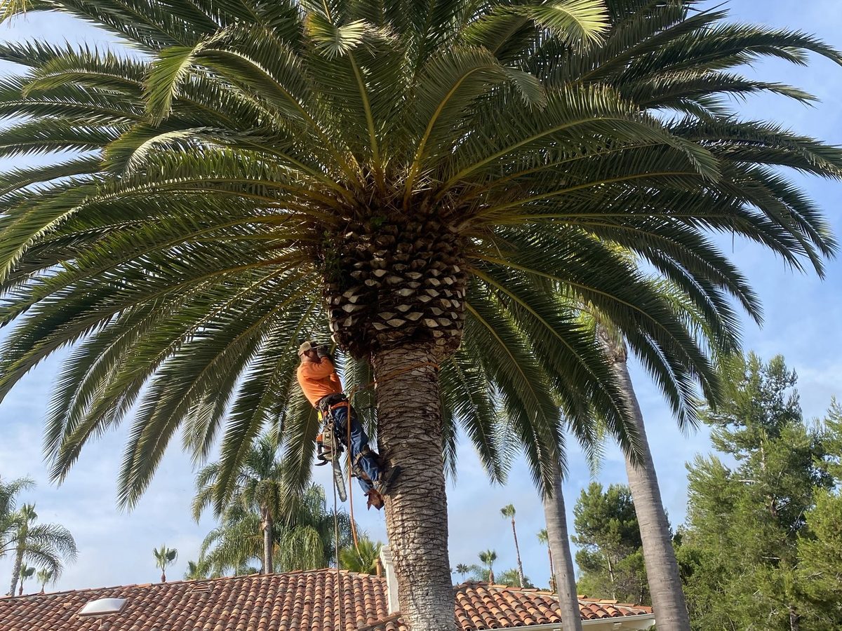 Palm trimming work on a San Diego County property