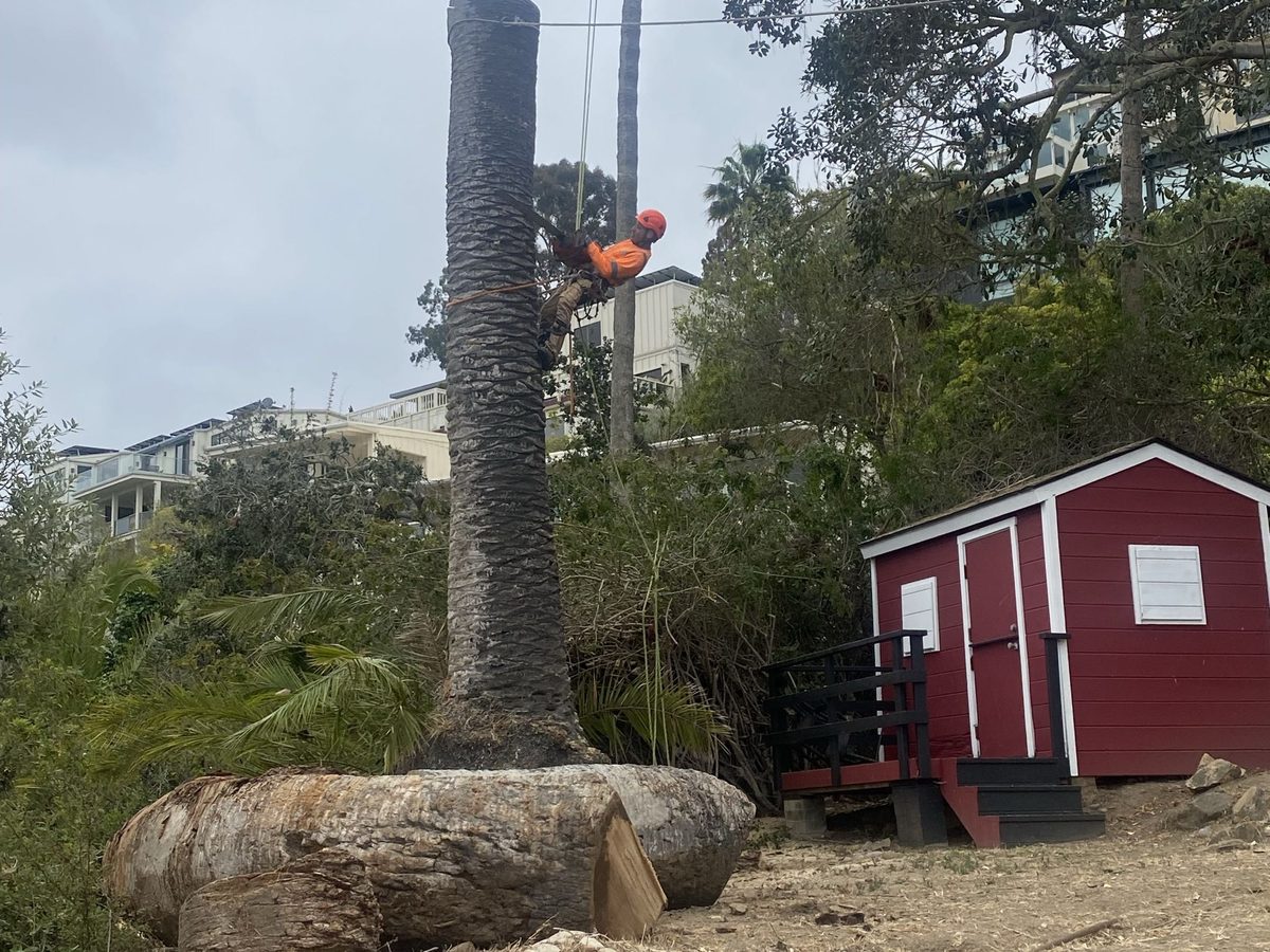 Stump Removal & Grinding by Artistic Solutions Tree Service and Landscaping