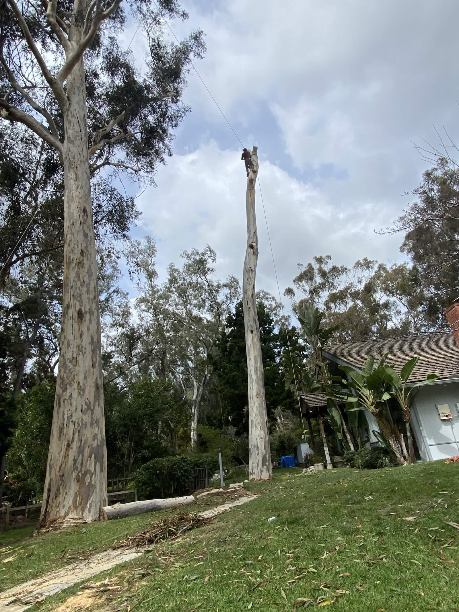 Climber working a tall tree spar during a removal by Artistic Solutions