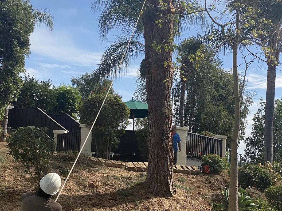 Tree removal and cleanup in a residential yard