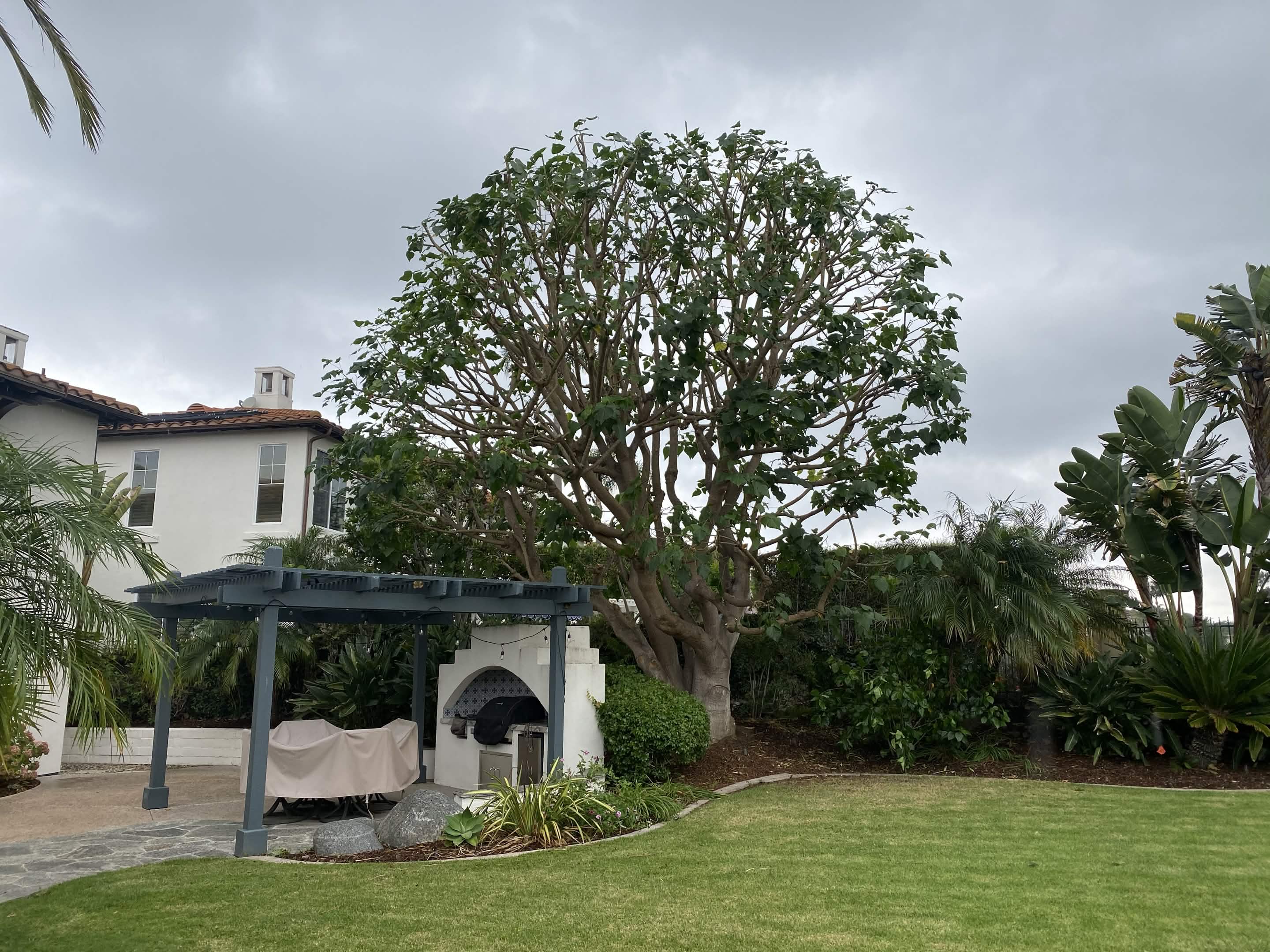 Tree cabling and lacing after by Artistic Solutions Tree Service and Landscaping