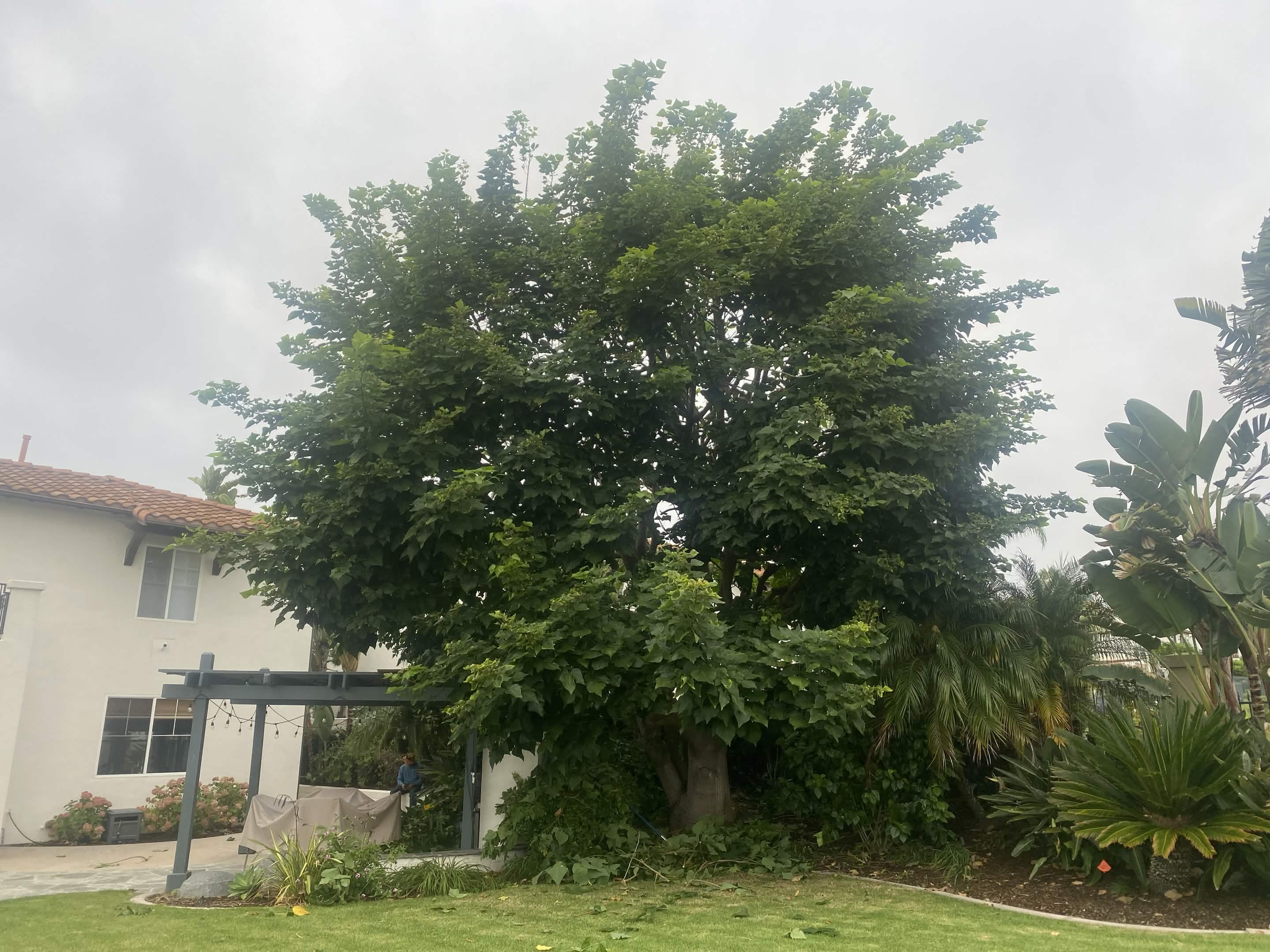 Tree cabling and lacing before by Artistic Solutions Tree Service and Landscaping