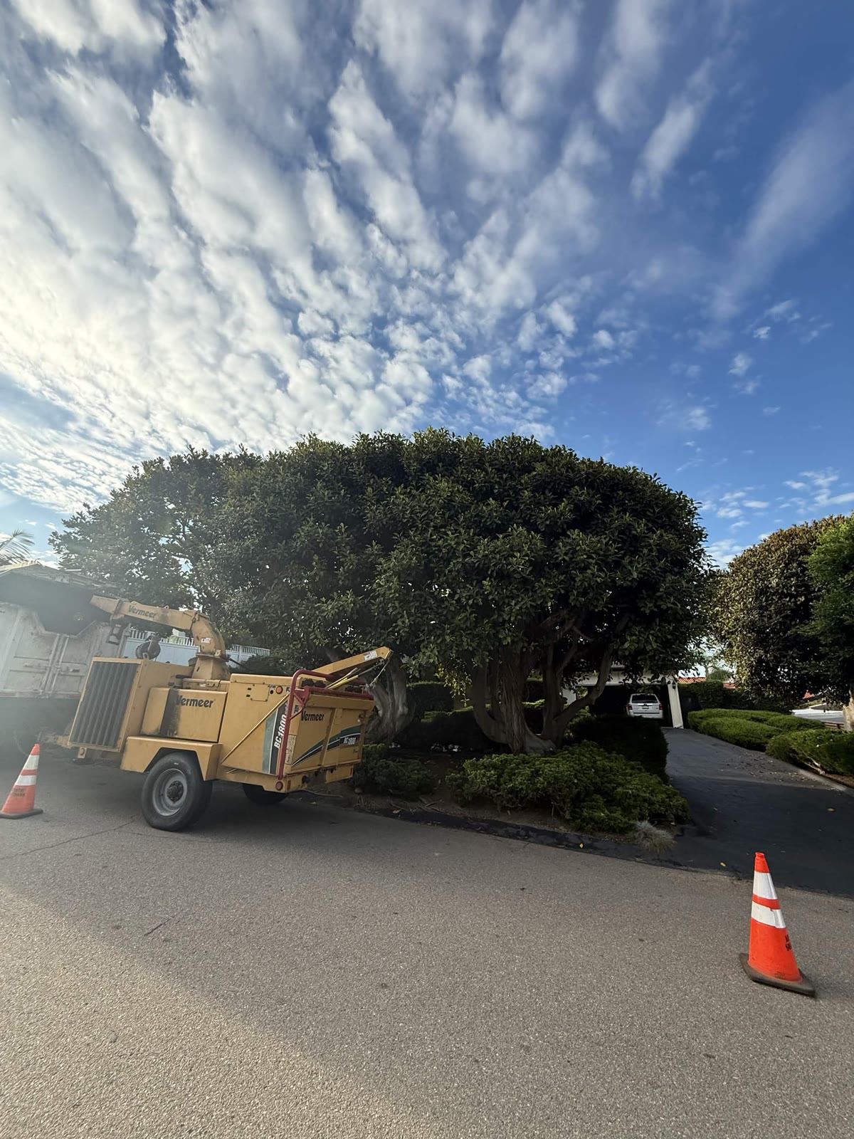Vermeer wood chipper on a Daniel-led tree job in San Diego County