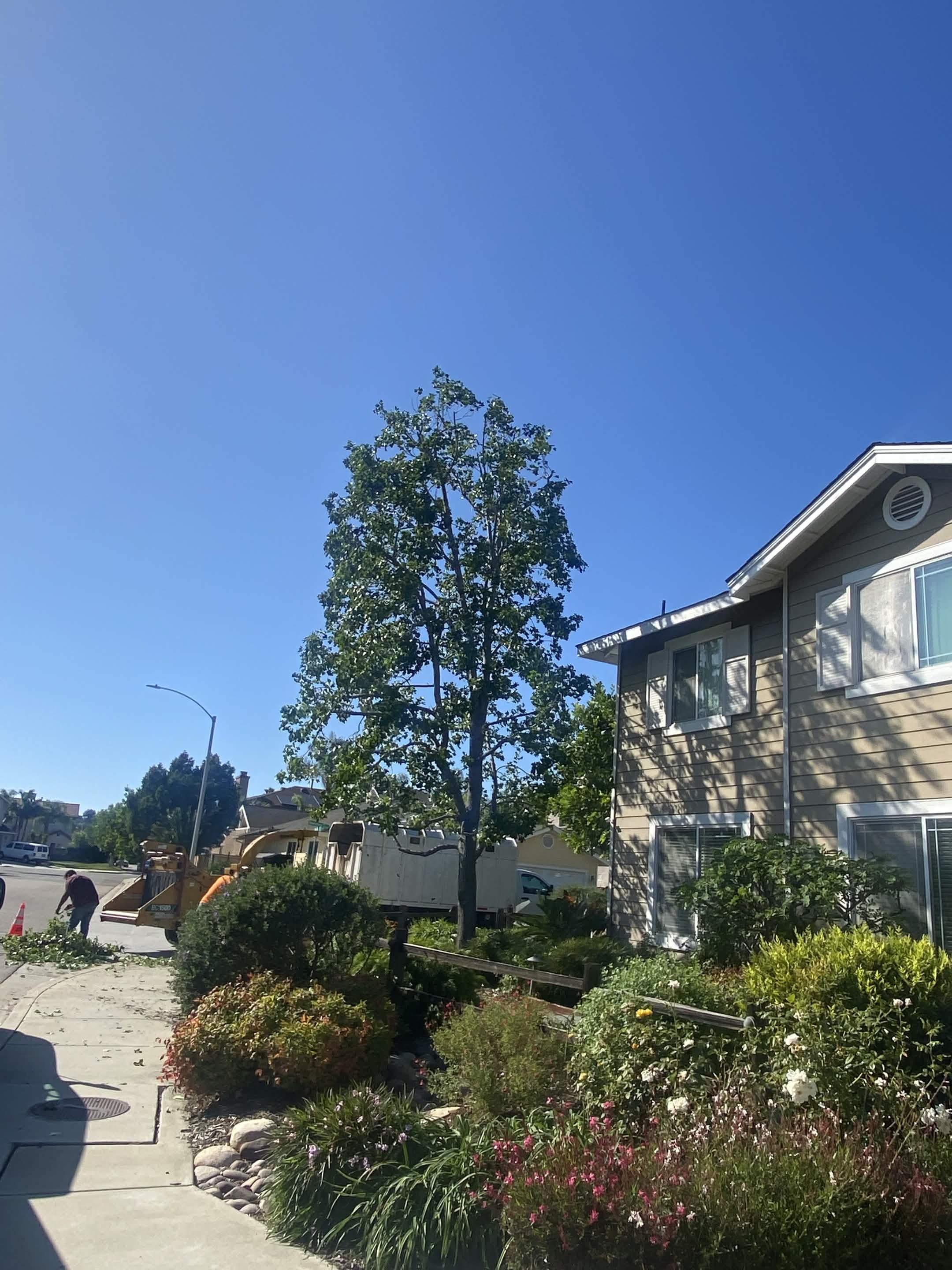 Crown thinning after — shaped canopy near apartments by Artistic Solutions