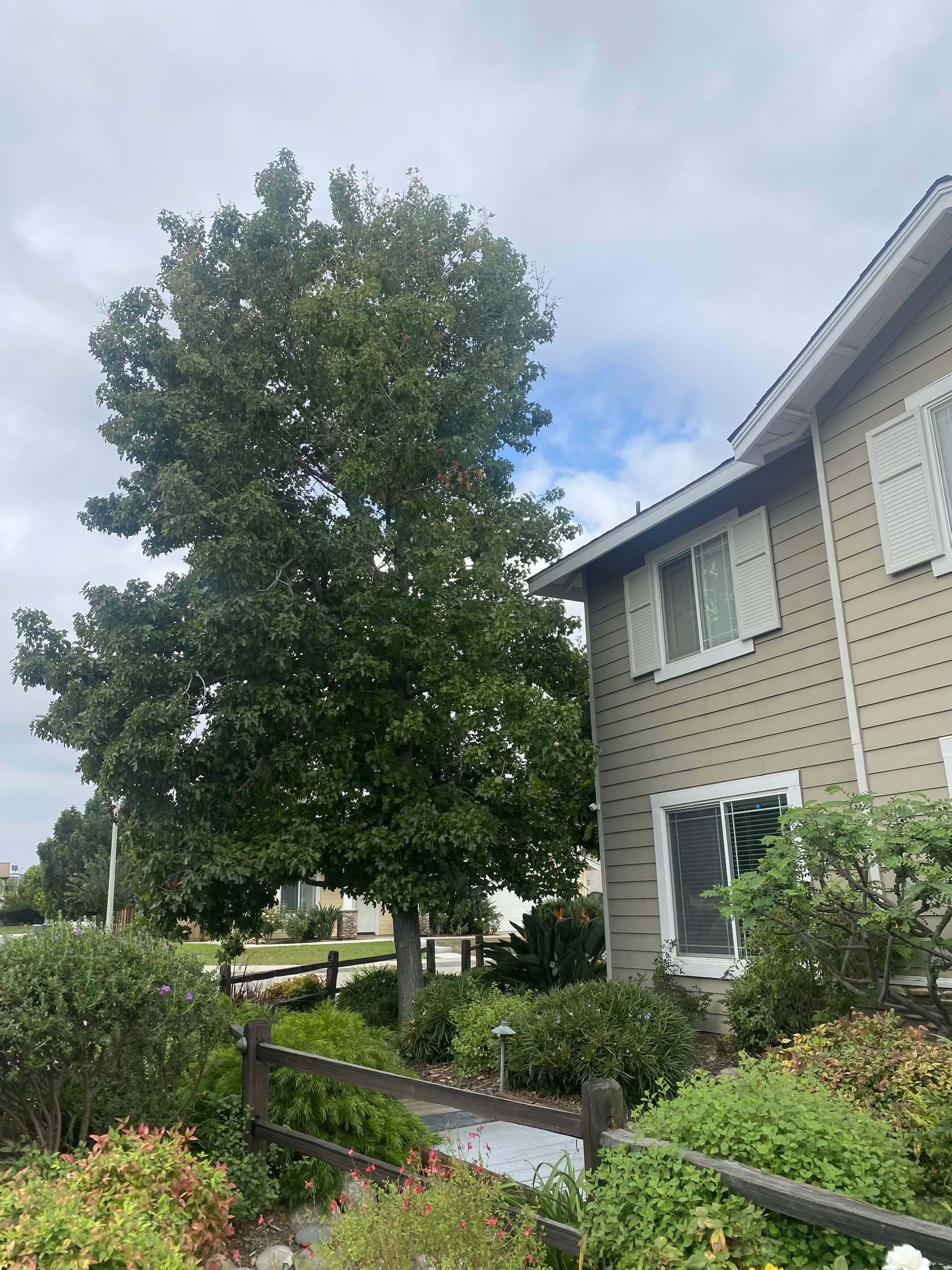 Crown thinning before — overgrown canopy near apartments by Artistic Solutions