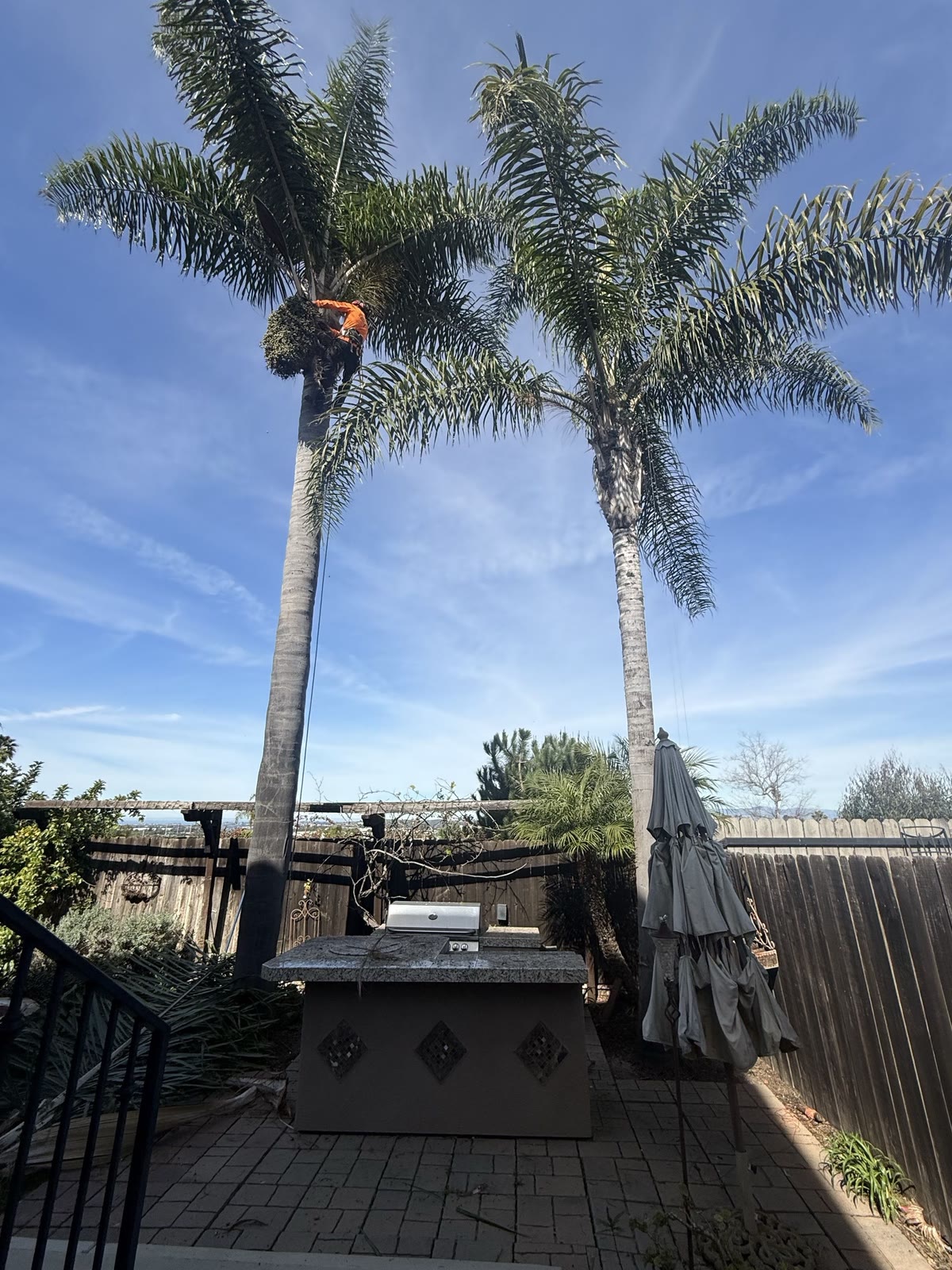 Climber working high in palms — emergency-ready crew, Artistic Solutions