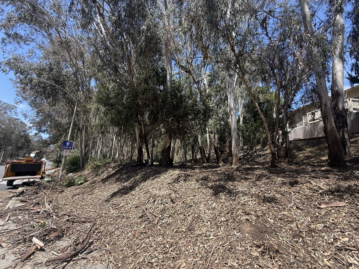 Brush cleared on a North County hillside — defensible space work by Artistic Solutions