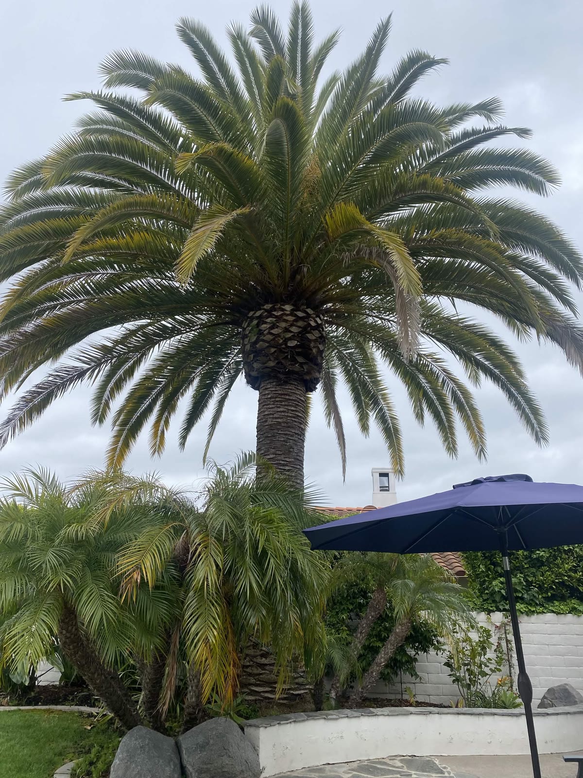 Mature date palm and landscape — example project by Artistic Solutions