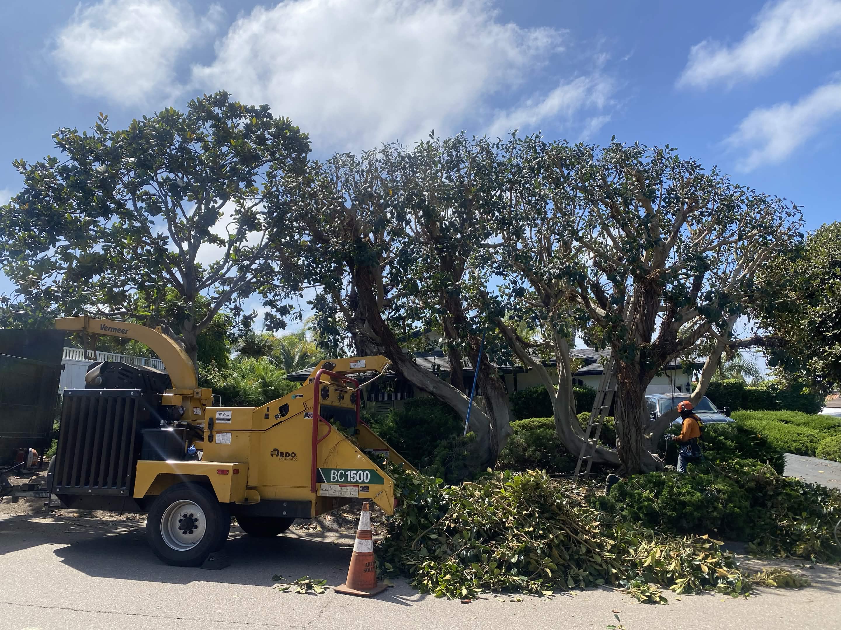 Trimmed tree with climber and wood chipper crew by Artistic Solutions Tree Service and Landscaping